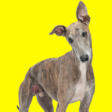 curious grey hound dog looking forward while standing on yellow background