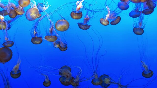 Dark Orange Jellyfish in Azure Waters
