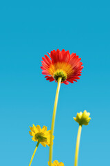 red gerber daisy against blue sky