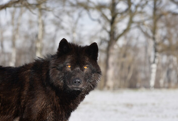  Canadian wolf against a forest background