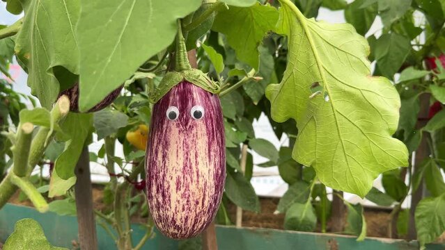 Cute funny Graffiti Eggplant with googly eyes in the garden. Purple long white striped aubergine. Growing organic vegetables in the greenhouse hobby concept.