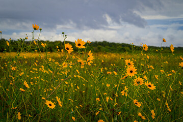 Yellow Wildflowers