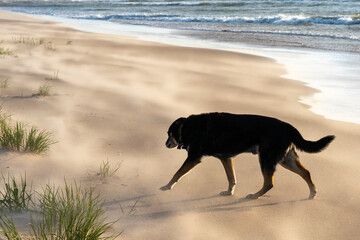 A black dog runs along the beach. A non-breed dog runs. Dog by the sea. Unsupervised pet.