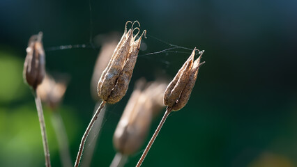 Dry flowers. Withered flowers against the light. Dried wildflower bud. Selective focus