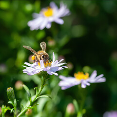 Bee on a flower. A bee collects nectar on an aster flower. Bee close-up. Selective focus