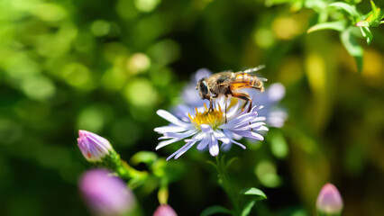 Bee on a flower. A bee collects nectar on an aster flower. Close-up of a bee