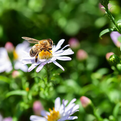 Bee on a flower. A bee collects nectar on aster bushes. Close-up of a bee. Selective focus