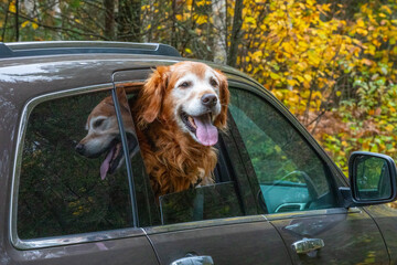 A golden retriever enjoys an autumn ride looking out car window in the northern Minnesota forests as trees turn fall colors near Grand Marais Minnesota