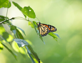 butterfly on leaf