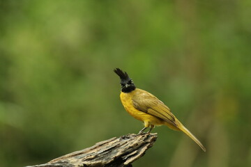 The Black-crested Bulbul, Bird of Thailand