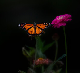 monarch butterfly on flower