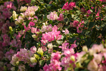 Bougainvillea in the garden of Thailand