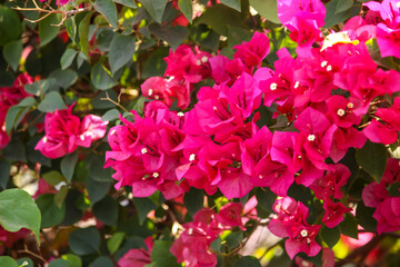 Bougainvillea in the garden of Thailand