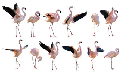 pink twelve flamingo group on white