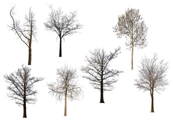 seven bare trees set isolated on white - obrazy, fototapety, plakaty