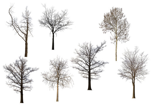seven bare trees set isolated on white