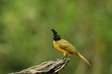 The Black-crested Bulbul, Bird of Thailand