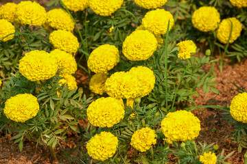 Marigolds in the garden of Thailand