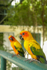 Sun Parakeet. Sun Conure. Aratinga solstitialis