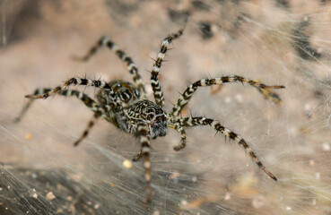 Wolf spider in Thailand forest