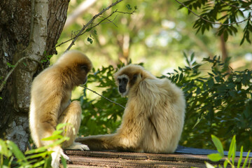 gibbon on tree