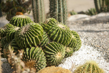 cactus in the garden