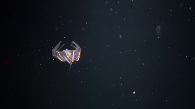 Pink Jellyfish in Dark Waters. Microorganism. Creature.