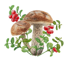 Watercolor hand drawn compostion of forest wild berries and mushrooms. Realistic botanical illustration of red juisy cranberry and boletus. Great for printing on fabric, postcards, invitations, menus
