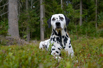 Dalmatian lying in the grass in the middle of the forest