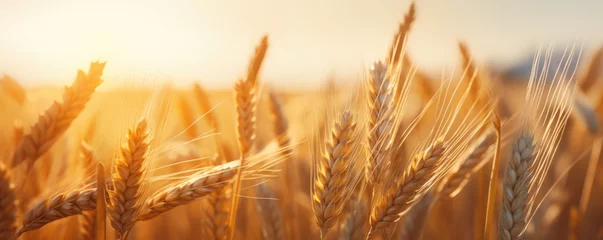 Rolgordijnen Bestemmingen Close up view on wheat field during nice sunny golden hour banner panorama. Generative Ai.