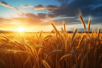 Obraz premium Close up view on wheat field with golden sunset light during sunny summer day. Generative Ai.