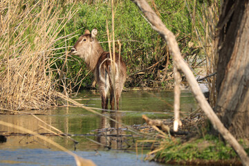 Ellipsen-Wasserbock (Kobus ellipsiprymnus) im Rietvlei Nature Reserve