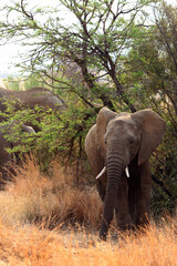 Elephant (Elephantidae) vor dem Busch