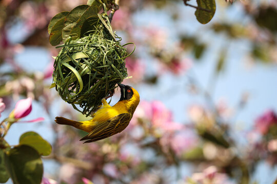 M&auml;nnlicher Webervogel (Maskenweber)  webt den Grashalm ein | Male weaver bird weaves the blade of grass. (P. velatus)