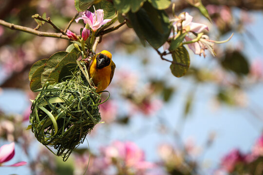 M&auml;nnlicher Webervogel (Maskenweber)  webt den Grashalm ein | Male weaver bird weaves the blade of grass. (P. velatus)