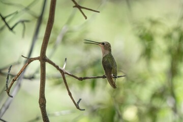 hummingbird in a tree