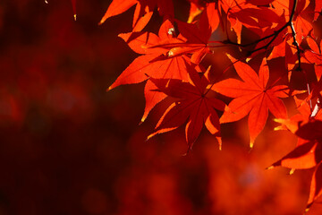 Close up photo of a maple leaf that turned red in autumn season	