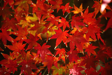 Naklejka na ściany i meble Close up photo of a maple leaf that turned red in autumn season 