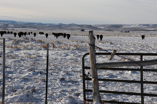 Fenceline Cattle in Snow
