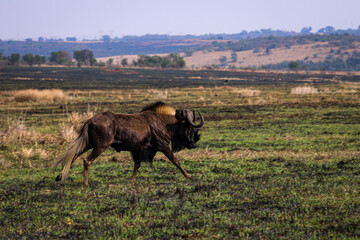 Laufender Kaffernbüffel (Syncerus caffer) Rietvlei Nature Reserve