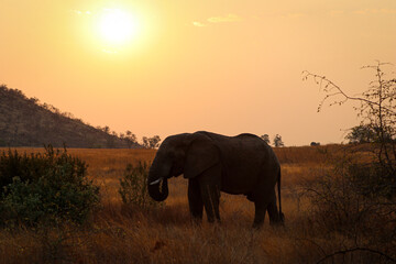 Elephant (Elephantidae) frisst im Abendlicht im Pilanes Nationalpark