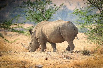 Nashorn (Rhinocerotidae) beim fressen in der Steppe.