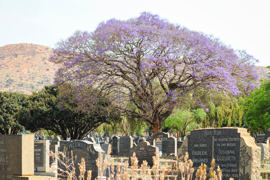 Friedhof mit einem aufbl&uuml;henden Jacaranda in Pretoria