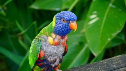 Close-up view of a rainbow lorikeet parrot (trichoglossus haematodus).