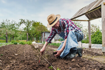 Elderly Farmer Planting Seedlings in the Garden - A seasoned 65-year-old farmer, wearing a straw...