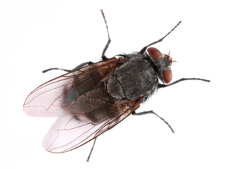 Fly insect isolated on white, top view