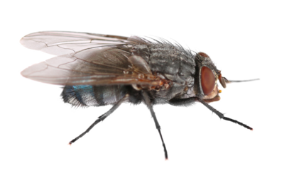 Blue fly insect isolated on white, side view