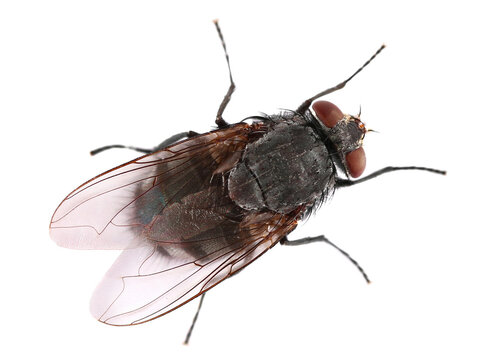 Fly insect isolated on white, top view