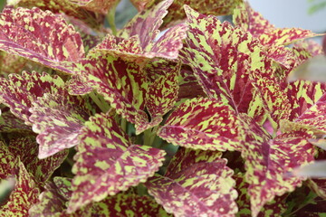 garden plants and flowers