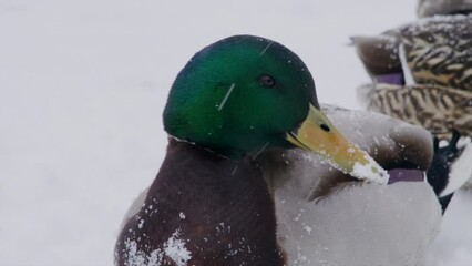 Adult male wild duck standing on a snow, shaking head during blizzard, female wild duck on the background. Life of mallard ducks in winter during blizzard. High quality 4k footage